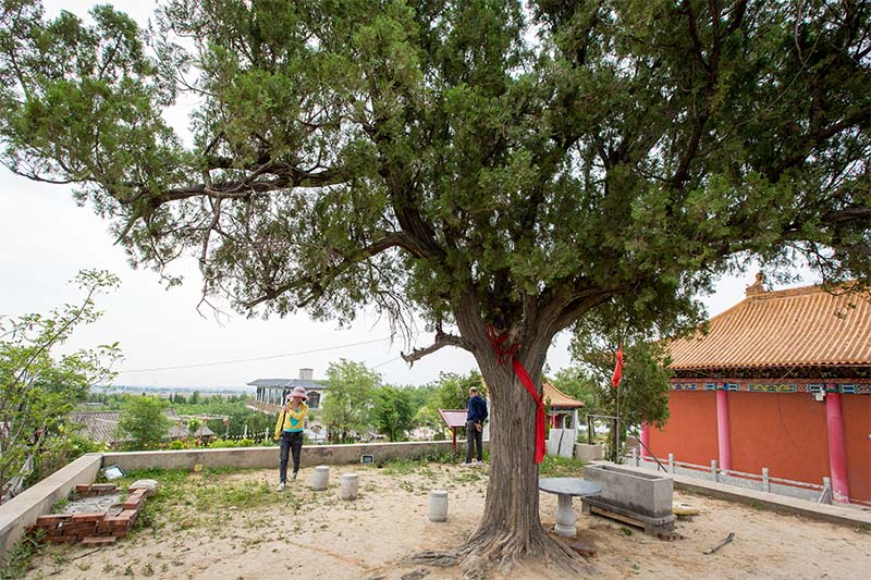 河南安阳:凤凰岗800年树王,日本鬼子大锯锯不断