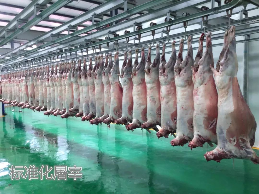 从东昆仑看青海您餐桌上的牛羊肉很可能就来自这里