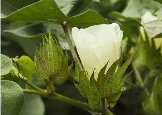 三,蕾铃稀少棉花花铃期蕾铃稀少的特征为茎秆细弱,节稀,节间长,茎主要