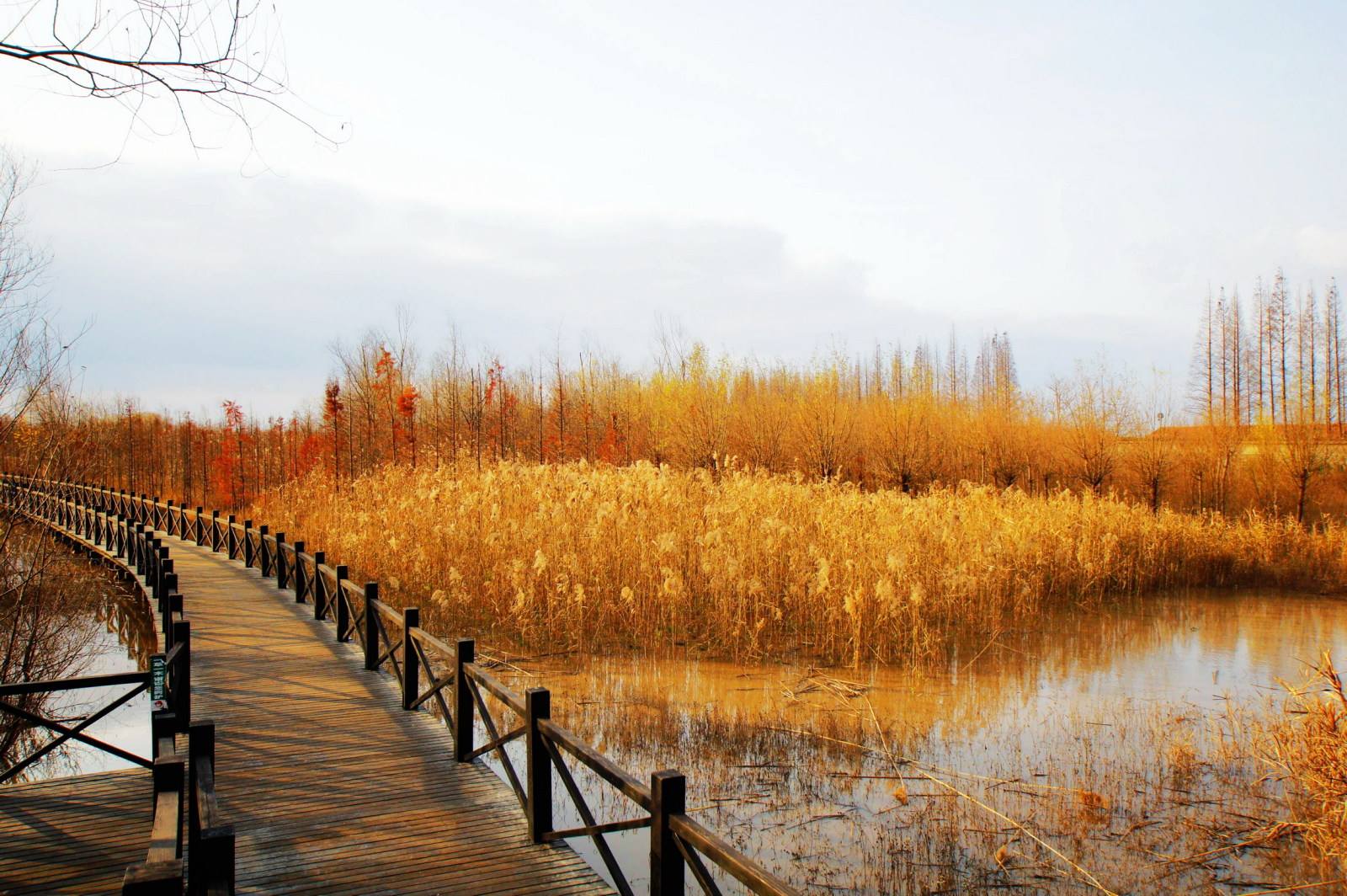 崇明岛风景美照