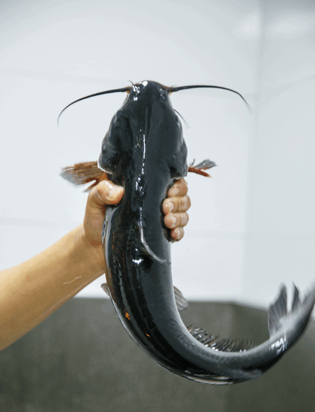 鱼池,操作过程完全让你看得一清二楚,有三种鱼可选,黑鱼,草鱼,清江鱼