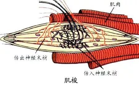 牵张反射和腱反射图片