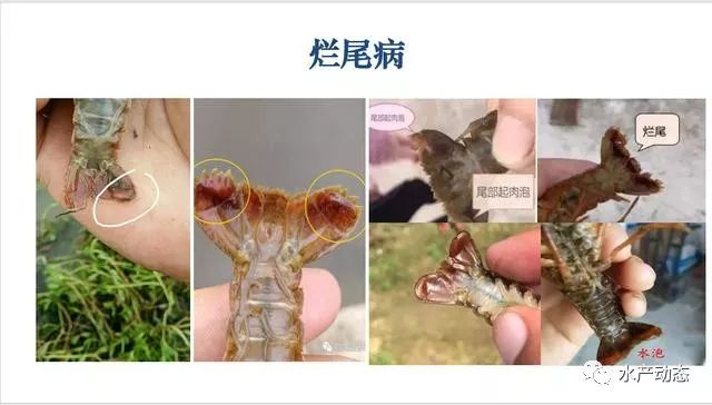小龙虾疾病高发罪魁祸首就是细菌感染如何预防多赚钱
