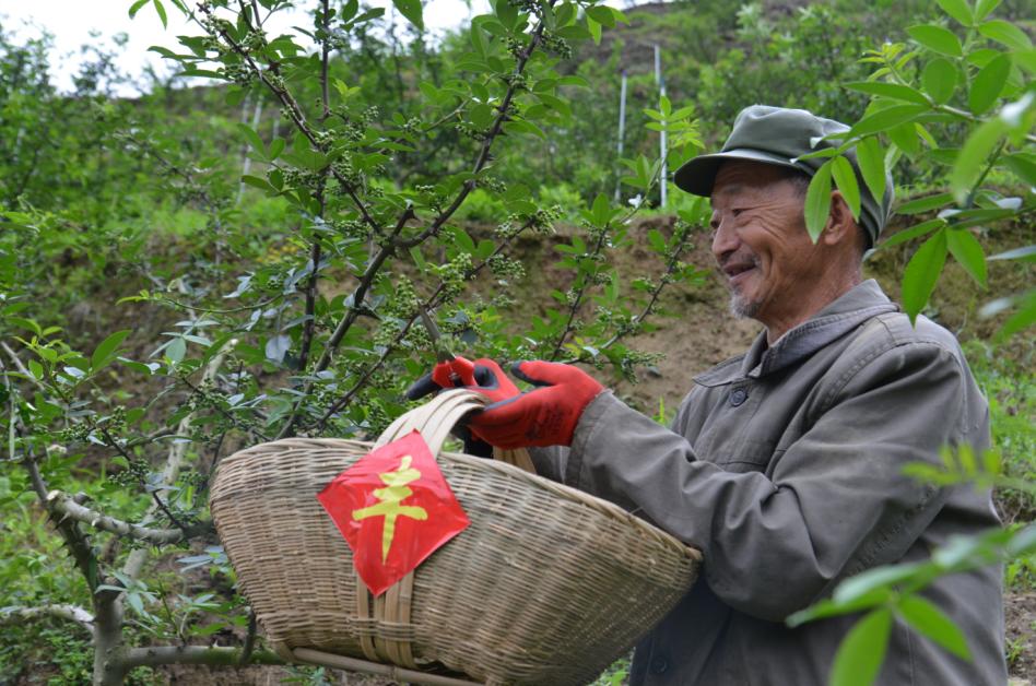 采摘的村民都是来自朝天镇十里八村的人,自从2015年小山窝藤椒种植