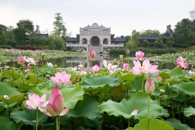 第六届荷花展今天开幕这12个最佳赏荷点让你看够贵港荷花