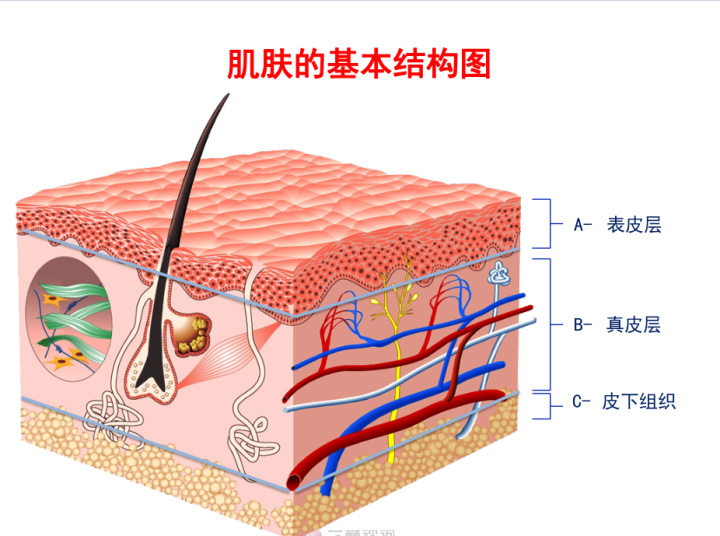 皮下组织层次结构图图片