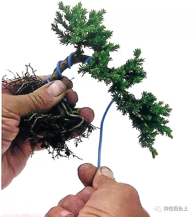 有图有真相用扦插2年的柏树盘扎一盆悬崖式微型盆景