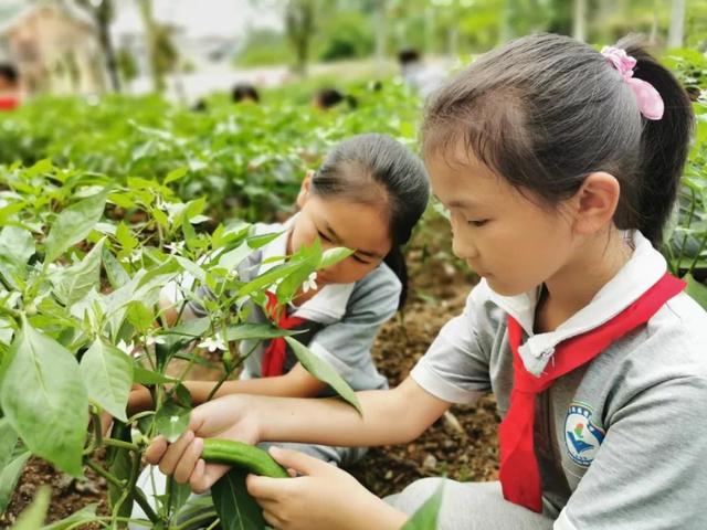 思南塘头小学瓜果飘香的生态校园
