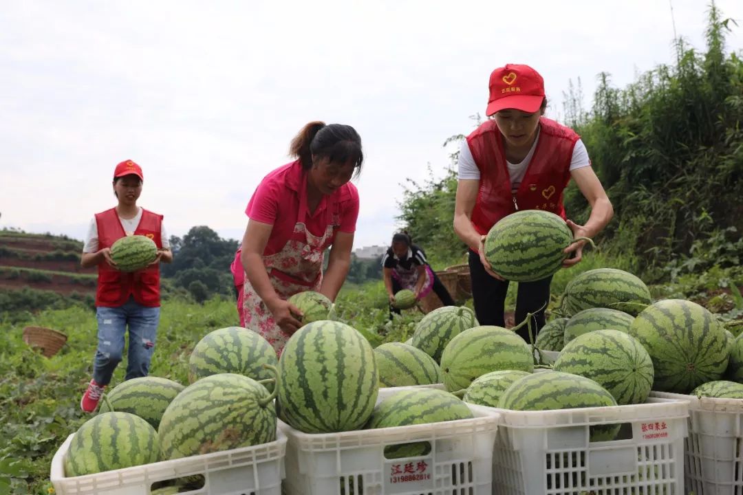 吃瓜群众赤水本地可采摘新鲜的西瓜