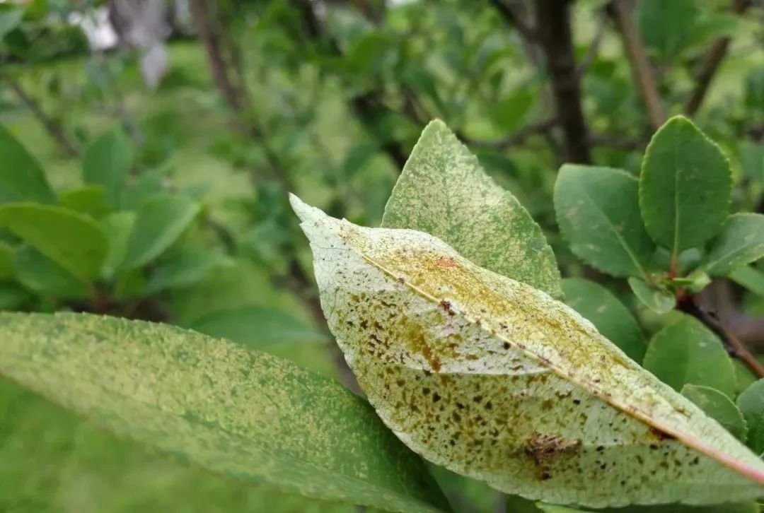 78月园林植物病虫害治理及养护建议