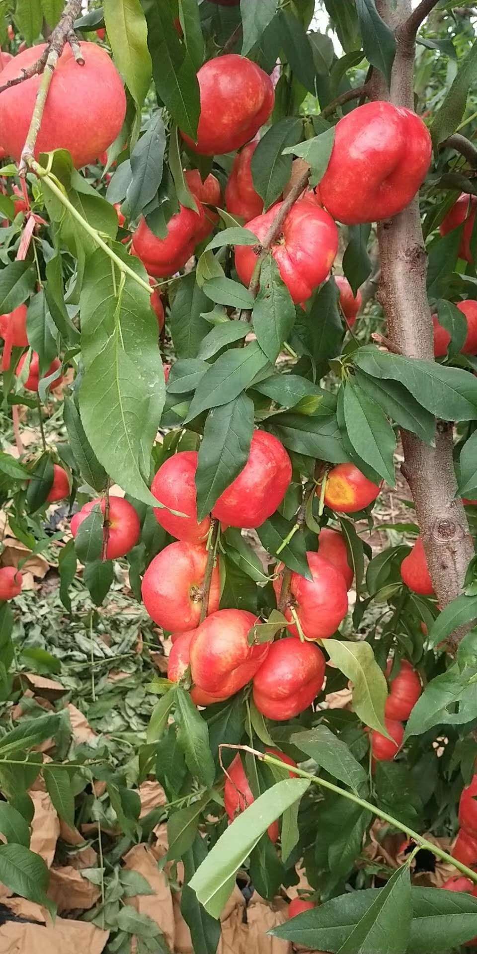 泰山脚下油蟠77油蟠桃成熟了看这油蟠77桃树苗