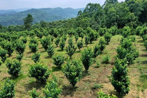 犍为泉水水晶樱桃种植基地实拍系列图片▼在创始人杨朝东,李国栋(人称