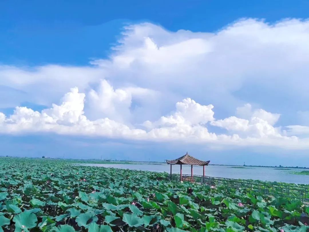 清泉旅游洪湖瞿家湾老街云雾湖风景区一日游