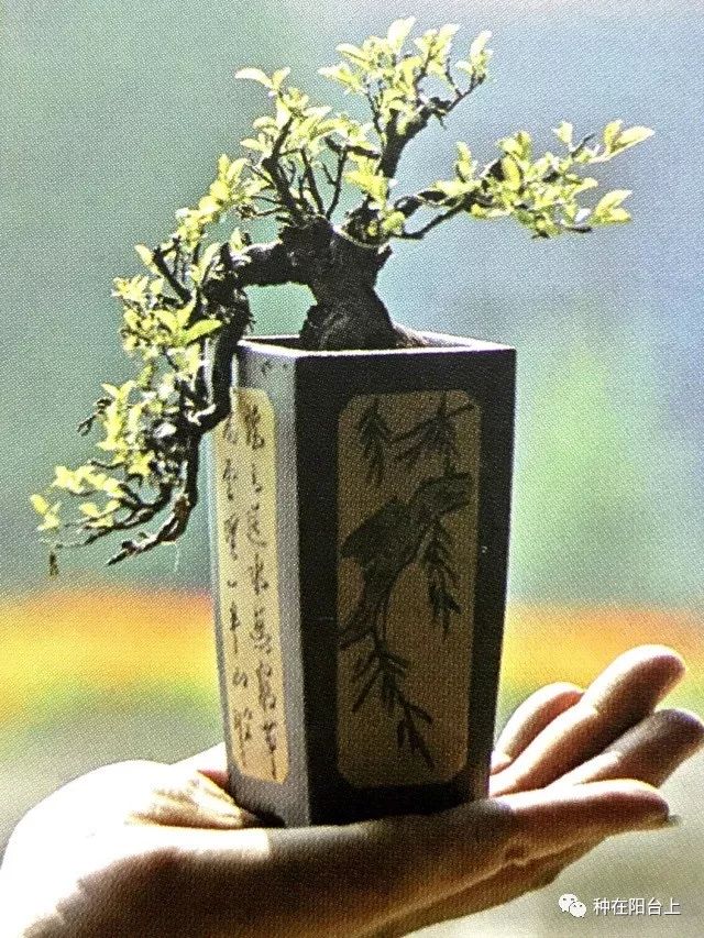 有图有真相用扦插2年的柏树盘扎一盆悬崖式微型盆景