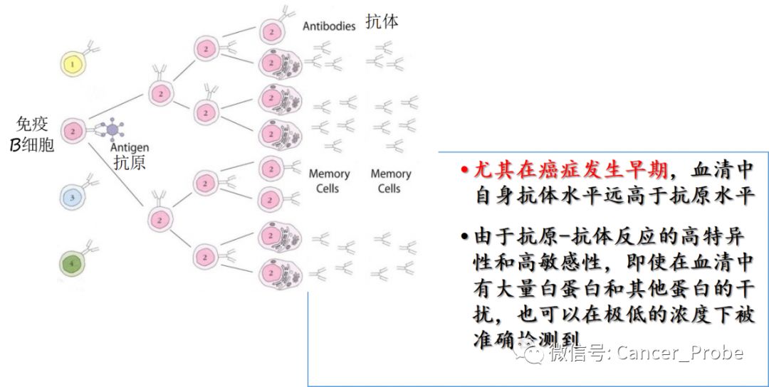 肺癌七种自身抗体