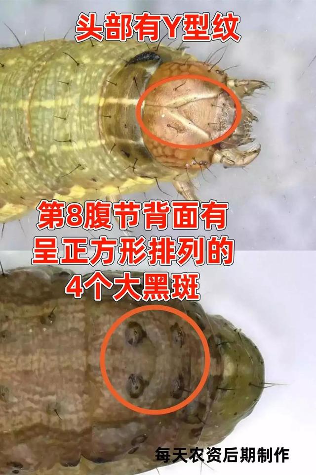 注意!9大肉虫已经或马上爆发,赶紧认清