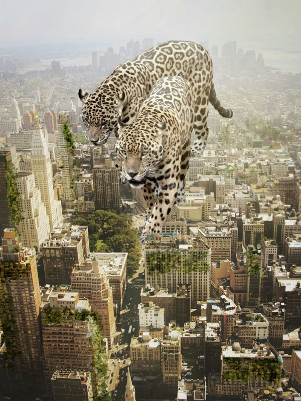 国外达人神级p图打造小动物的"超现实大片"