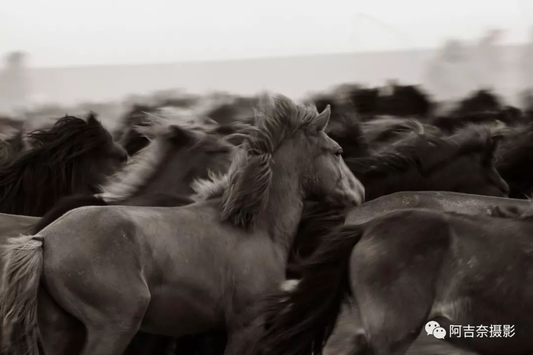 摄影师哈斯镜头里的蒙古马的精神