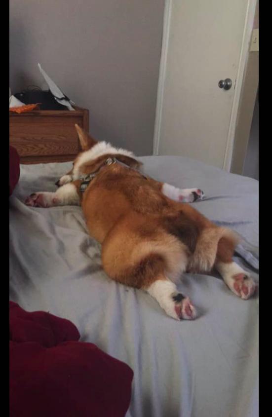 柯基趴在主人床上睡觉,四只脚都伸直着,这是传说中的"飞基"?