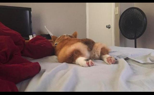 柯基趴在主人床上睡觉,四只脚都伸直着,这是传说中的"飞基"?