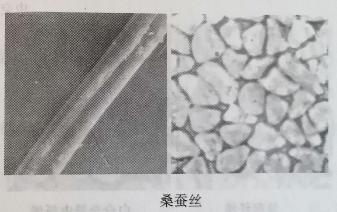 (4)兔毛纤维:横截面形态:哑铃型,有毛髓;纵面形态:表面有鳞片.