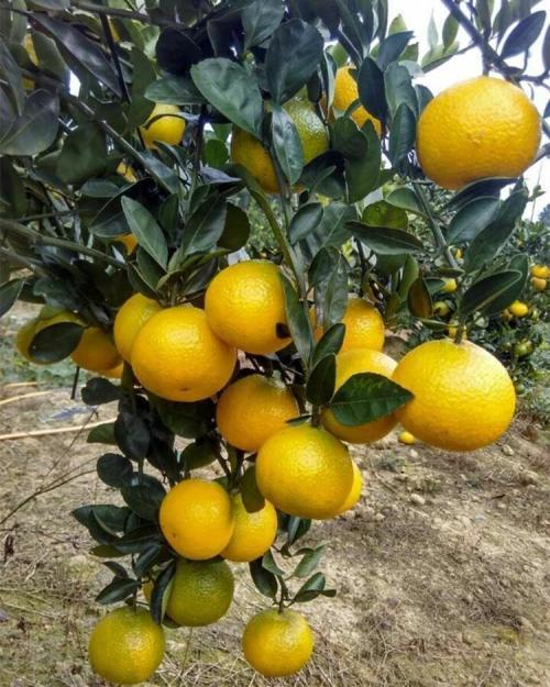 澳洲研发甜心柚诞生