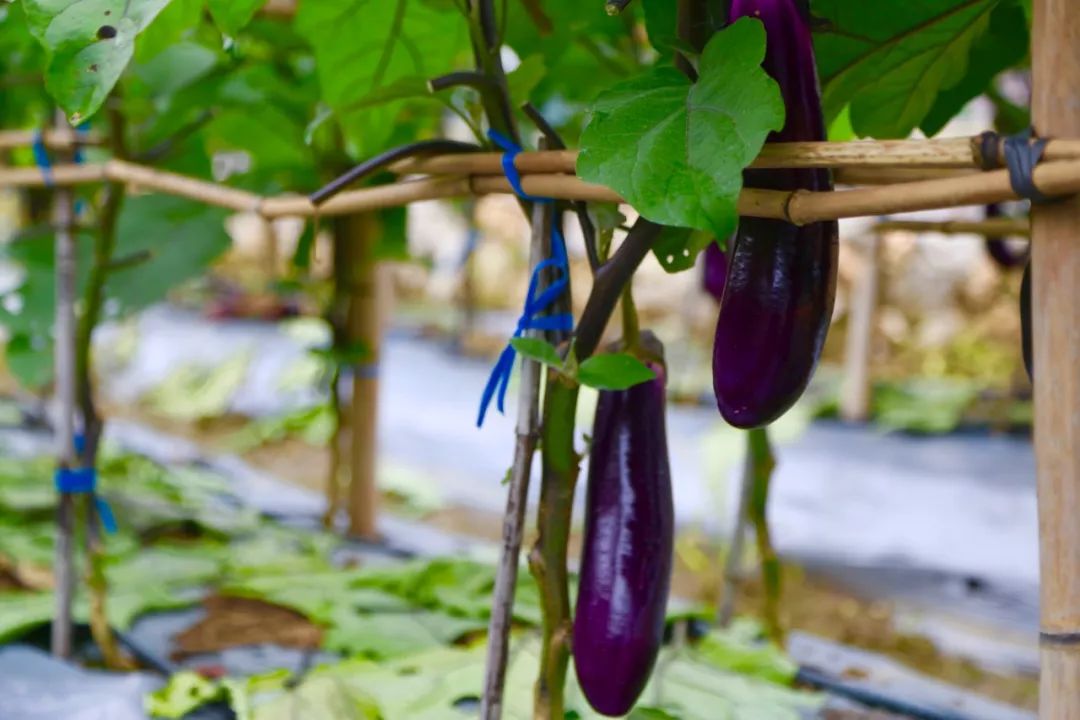 六硐大坝茄子种植基地负责人杨理华介绍,基地茄子年亩产能够达到17200