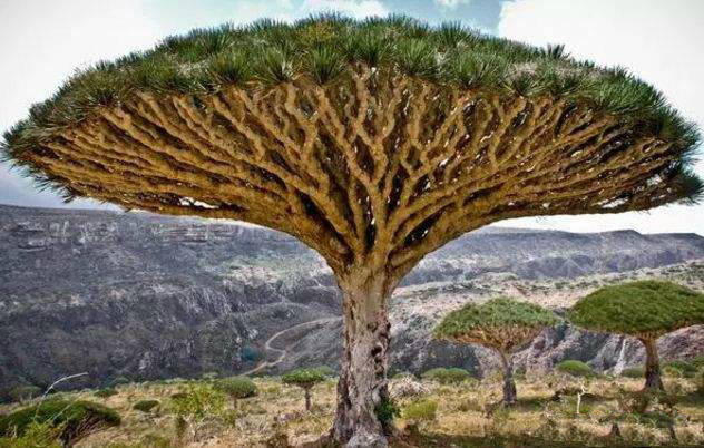 原创世界上最牛6棵树:三棵在中国,价值无法估量,1棵是李世民栽种!