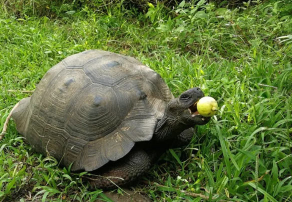 这些生活在干旱环境中的素食动物,主要吃仙人掌,水果,叶子和草.