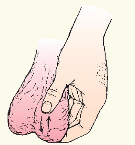 北联生物:睾丸维养干细胞