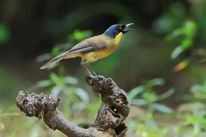 征集江西正式启动省鸟评选活动