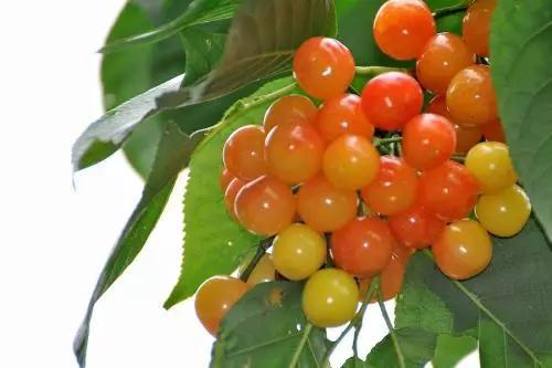 记者同时还看到,国产樱桃的标价是35.8元/斤,巨峰葡萄7.