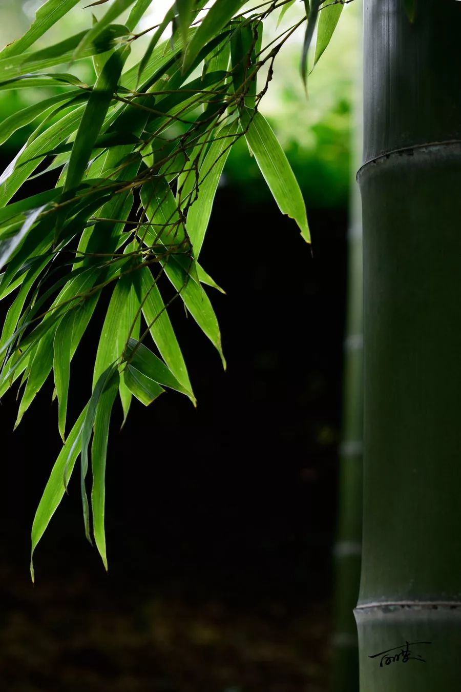 汉式生活丨宁可食无肉不可居无竹