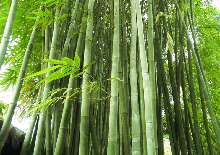 四川常见竹子种类图片