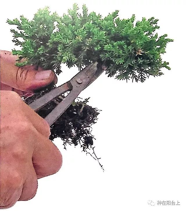 有图有真相用扦插2年的柏树盘扎一盆悬崖式微型盆景