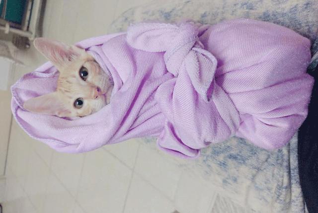 铲屎官将奶猫用毛巾裹成萌猫卷正式宣布现已加入吸猫全家桶