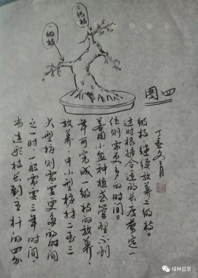 五张傻瓜图片教你怎样识别树桩盆景的一二三级枝并养好这些枝