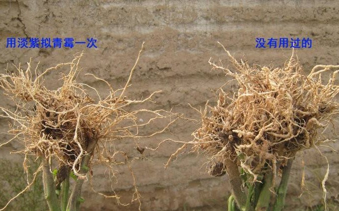 柑橘根結線蟲發病症狀及柑橘類果樹線蟲綜合防治方法