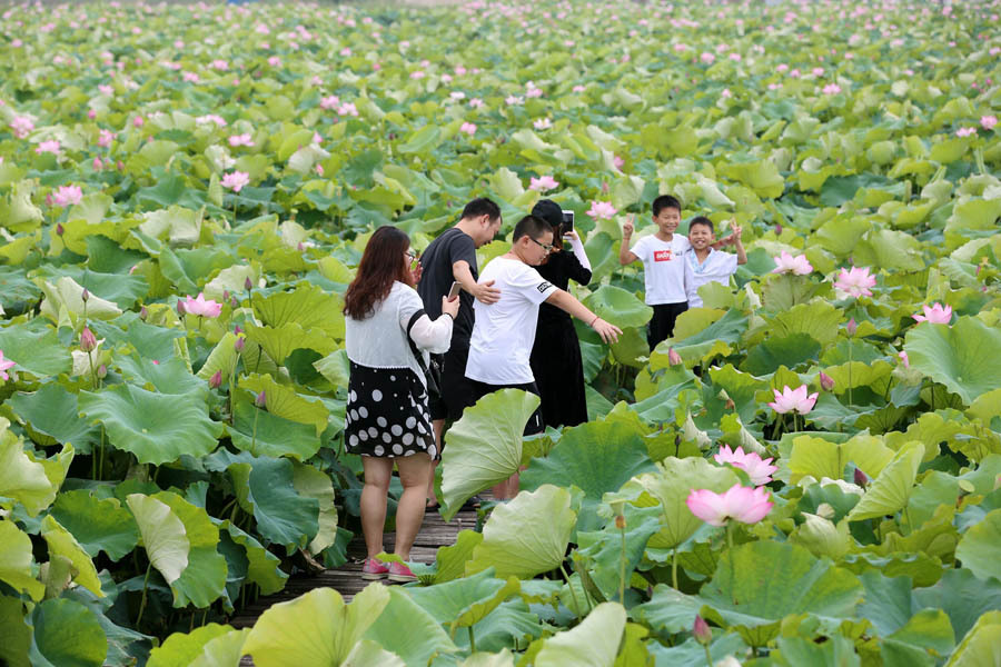 望江万亩藕塘荷香醉人
