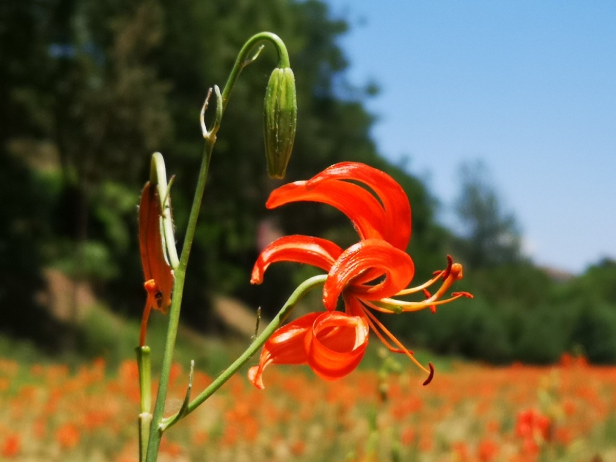延安宝塔区山丹丹花竞相绽放以热烈的姿态祝贺党的生日