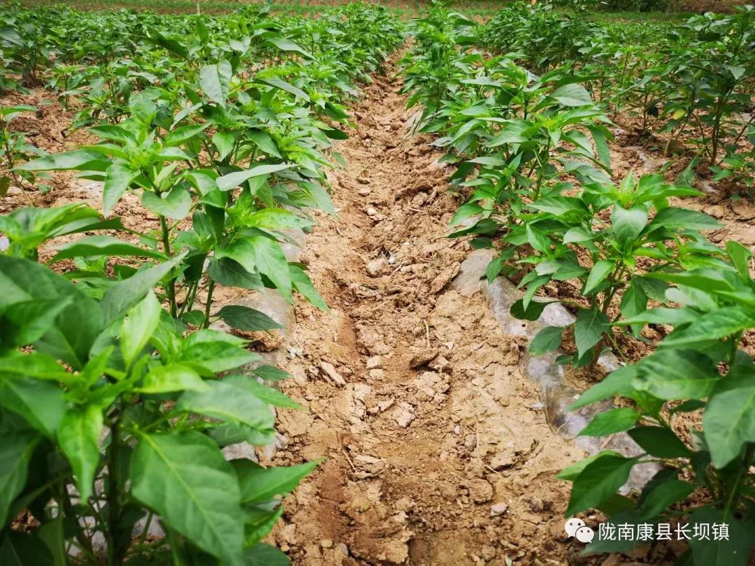 陇南康县长坝镇辣椒定植后田间管理及病虫害防治技术方案