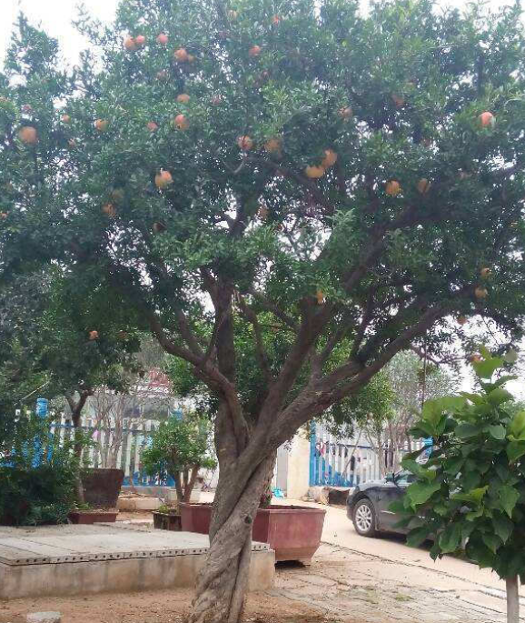 农村镇宅树啥树合适老农推荐几种有你喜欢的吗