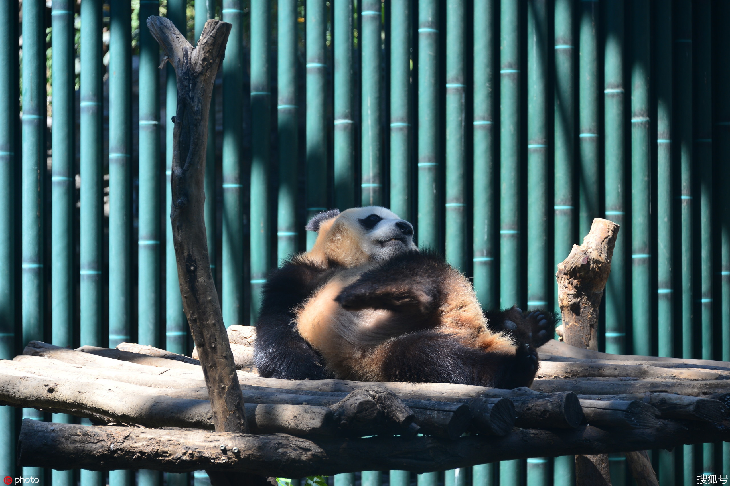 在阳光下尽情玩耍,显的悠闲悠哉