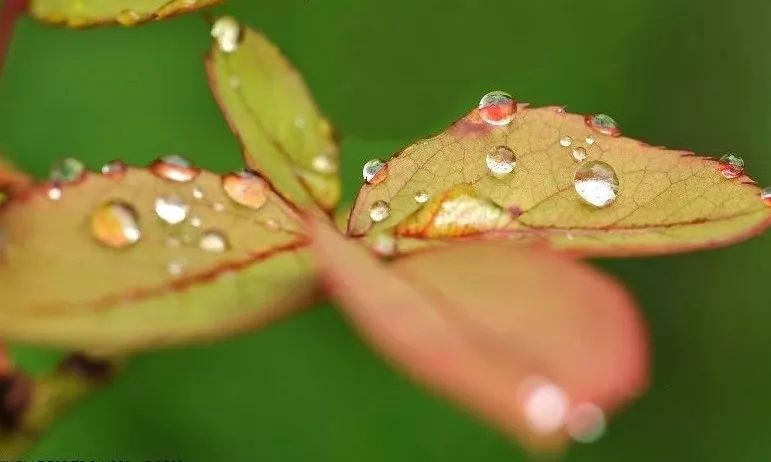 雨後天晴║仇憲文