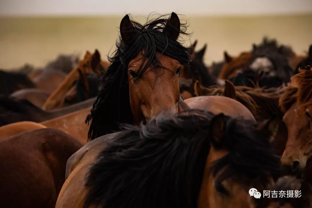 摄影师哈斯镜头里的蒙古马的精神