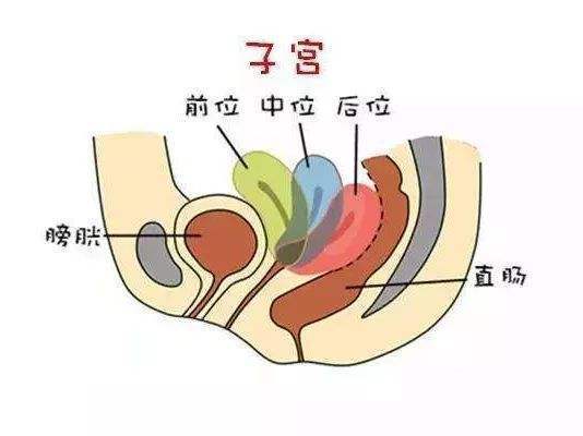 宫颈后唇图片