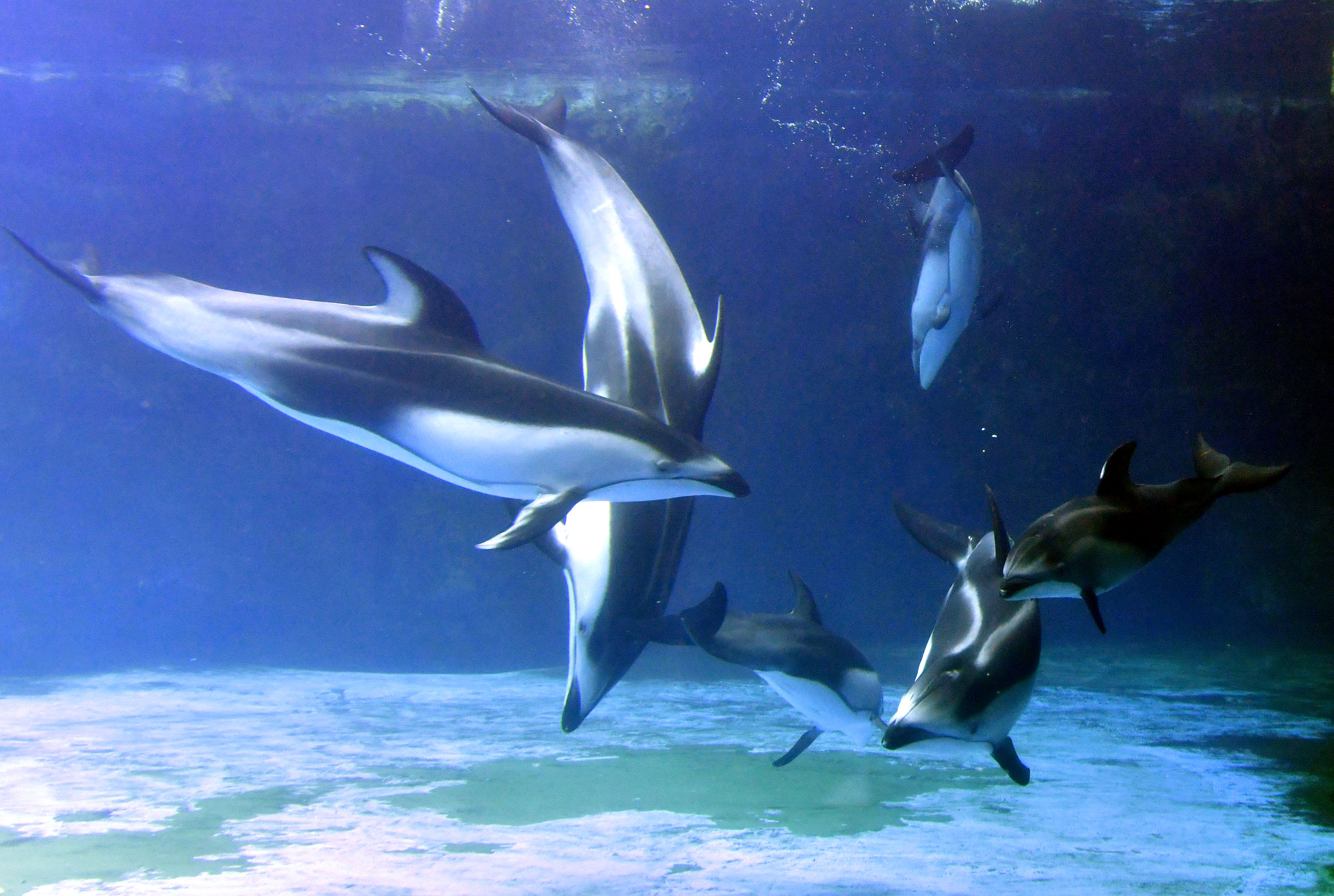 长隆海洋王国海豚表演图片