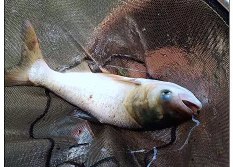 【钓友原创】金版大爆鲢野钓上大鲢!_鲢鳙