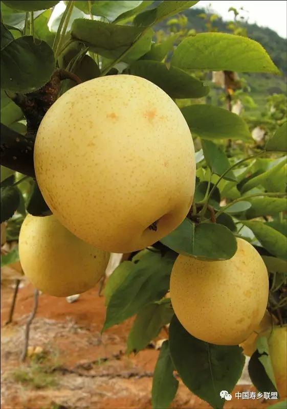 中国长寿之乡养生名优产品连州水晶梨