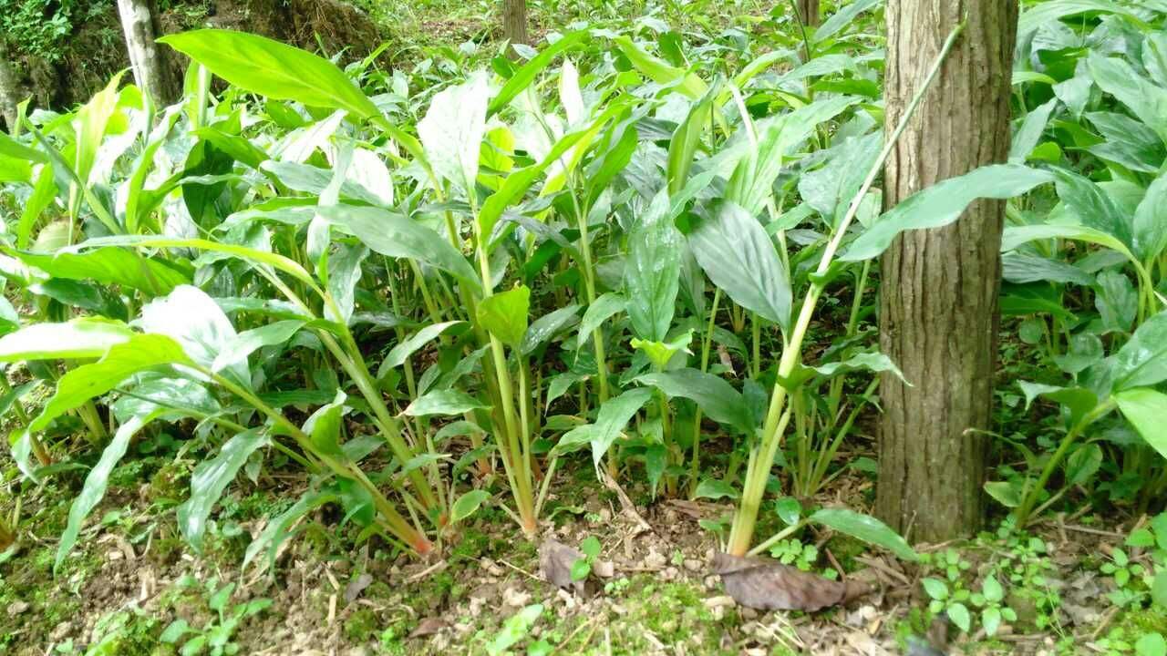 要把旁邊的多餘的植物除去,保證草果的種植地方有充足的陽光